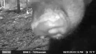 Trail camera capture #2 #subscribe 
