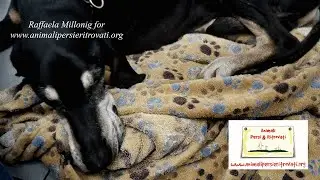 IN ENGLISH: Porridge for Dogs with Diarrhoea (Raffaela Millonig for www.animalipersieritrovati.org)