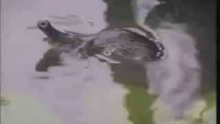 Выхухоль