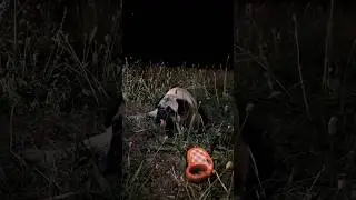ДЖОНИ СБЕЖАЛ ОТ НАС…😢