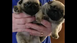 BABY PUGS! - Doug The Pug