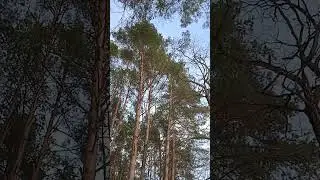 298. В лесу 11 марта 2023