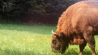 Poloniny- rys ostrovid, vlk, zubor, medveď, jeleň lesný...fotopasca s308, ds4k. 