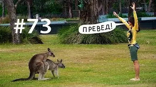 Кенгуру: трекс, секс, спинифекс // Всё как у зверей #73