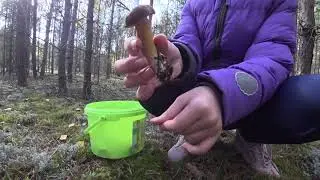 В лес за грибами . Осенние грибы .