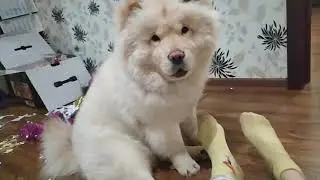 Чау не дает прохода
