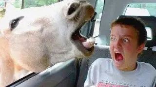Try Not to Laugh Extreme Challenge - 2023 Tik Toks