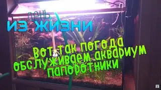День из жизни | Вот так погода, обслуживаем аквариум , папоротники