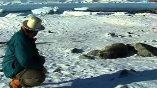 Wildlife on Rothera Point in summer