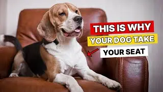 If Your Dog Takes Your Seat, They're Trying to Tell You This…