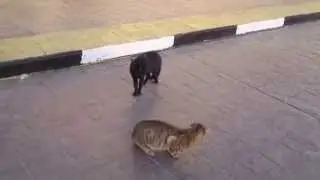 Конфликт египетских котов_Cat's egyptian conflict