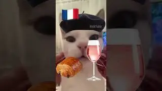 French Cat vs. Russian Cat 🇫🇷🇷🇺