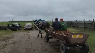 Юрик пригнал Бритву к жеребцу