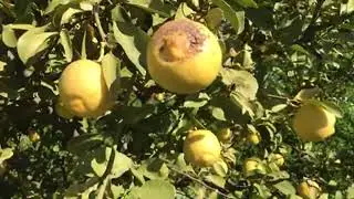 Bu limonlar henüz hasata gelmedi