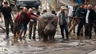 9 Incredible Zoo Escapes