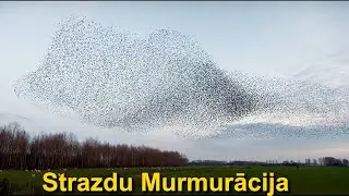 Strazdu Murmurācijas