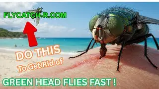 Greenhead Bite - Get Rid of Greenhead Flies