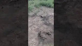 Горчак меры борьбы