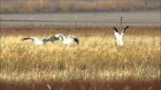 Whooping Cranes - Father Hupp WMA, Nebraska November 2015