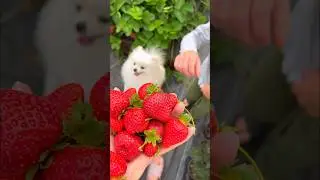 Сентябрь Рем. Сорта клубники и малины #flower #питомник #клубника #воронеж