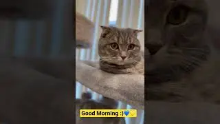 Good Morning:) 