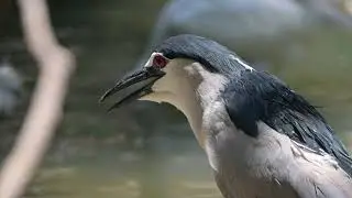 Burung Kowak Mata Merah (4K)