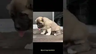 RAÇA (KANGAL) 🇹🇷 #shorts #dogs #caesdeguarda #kangal