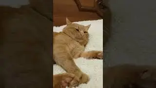 я не толстый, а пушистый) 