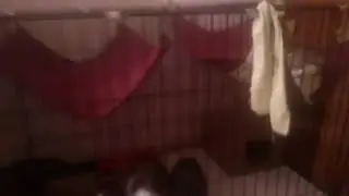 Клетка номер 6 Лео