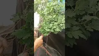 Как создать каскадную хризантему при помощи подвязывания.