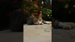 Taking pictures of a stray #photography #shorts