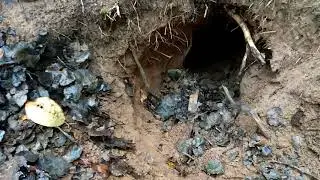 Checking a badger trap,