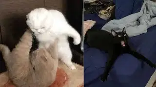 Os gatos mais ENGRAÇADOS da internet 2022