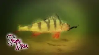 Про Рыбалку. Ловля Окуня на Микроджиг. VIBRO WORM. Crazy Fish.