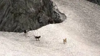 Himalayan Brown bear mobbed by dogs!