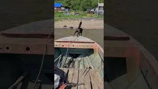 РЫБАК 2024. ПЕСИК ДИВНЫЙ. АМУР