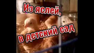 Из яслей, в детский сад.