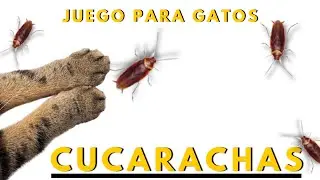 🪳CUCARACHAS para GATOS - Juegos Para Gatos✅