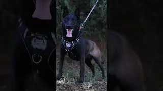 pitbull vs Akita, tiger 