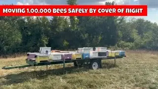 Moving 1,000,000 Bees at Night! See How We Do It Safely 🐝🚚