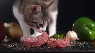 Do cats like burger? #Animals #Cute #Dogs #Cats