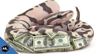 $150,000 SNAKE!!! SnakeBytesTV