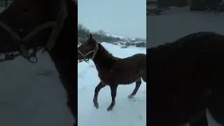 Перевозка. Сын нашего 