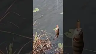 окунь на инстосамку