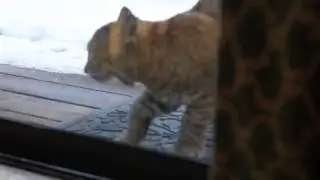 Кот и Рысь