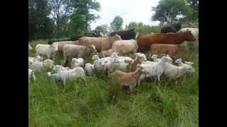 Общественные пастбища
