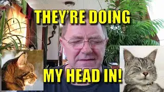 The cats are doing my head in!