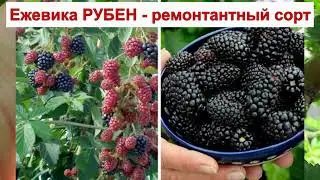 ЕЖЕВИКА РУБЕН - РЕМОНТАНТНЫЙ сорт БЕЗ ШИПОВ. КРУПНАЯ ЯГОДА. ОПИСАНИЕ СОРТА, характеристики ОТЗЫВЫ