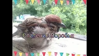 😯Спасение воробья😯