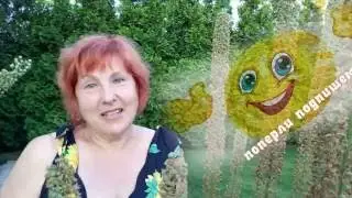 ЭРЕМУРУС - НЕПРЕВЗОЙДЕННОЕ ЧУДО В САДУ - многолетние садовые цветы